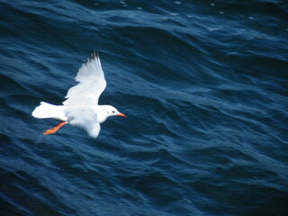 seagull in the sea