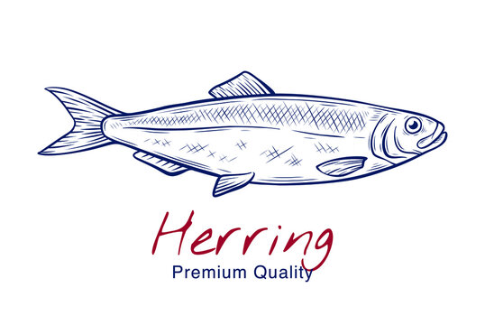 Vector sketch illustration of fresh herring fish drawing isolated on white. Engraved style. natural business. Vintage, retro  object for menu, label, recipe, product packaging