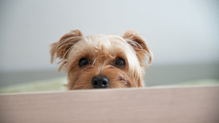 
Portrait of cute little Yorkshire terrier dog, looking half hidden in its shelter, close-up