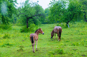 Naklejka premium Brown horses graze in the rain on a forest glade on a summer day. Young horses in the garden