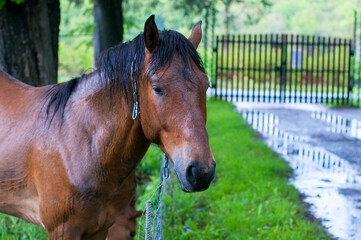 Brown horses graze in the rain on a forest glade on a summer day. Young horses in the garden