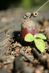 acorn with a leaf on a wooden background