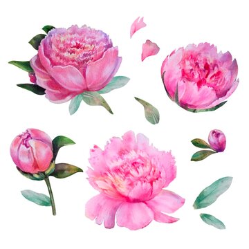 Watercolor set pink peonies isolated on white background. Mothers day, easter, wedding, 8 march, birthday, valentines day, springtime background. 
