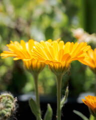Bellis perennis, daisy flower, wild yellow flower isolated, macro photography
