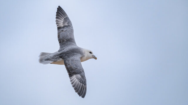 Northern fulmar flying in a pale sky showing his top feathers and plumage