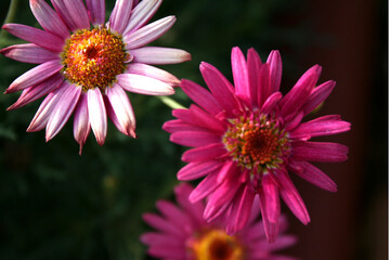 pink daisy flower