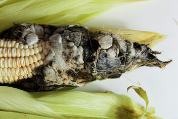 Huitlacoche. Corn fungus