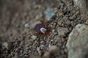 Selective focus of a wood tick, Dermacentor variabilis, crawling on the ground