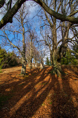 Calvary under old oak and beech trees , with deep shadows on the ground.