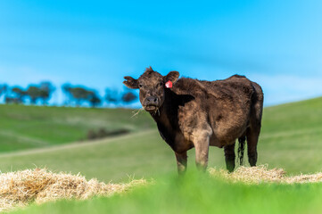 Beef cows and calves grazing on grass in south west victoria, Australia. eating hay and silage....
