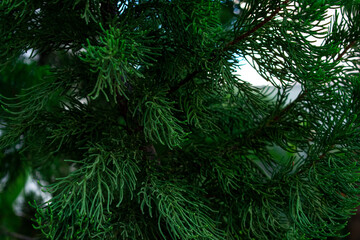 pine leaves christmas