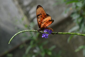 Fototapeta na wymiar butterfly on a green plant background