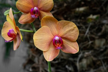 yellow Orchid flower