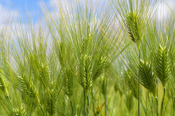 Ripening bearded barley. It is a member of the grass family, is a major cereal grain grown in temperate climates globally and doubles as a winter cover crop.