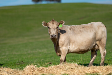 Beef cows and calves grazing on grass in south west victoria, Australia. eating hay and silage....