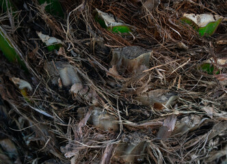 nest palm tree  