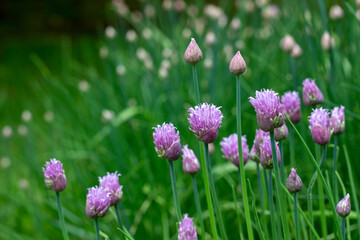 Abstract texture background of newly blooming chives blossoms and buds (allium schoenoprasum) with defocused background