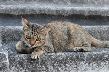 Brown Cat laying down on the roof, cat like to found the warm place to stay comfortable.Bangkok,Thailand