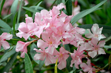 oleander branches beautiful pink flowers in the garden closeup