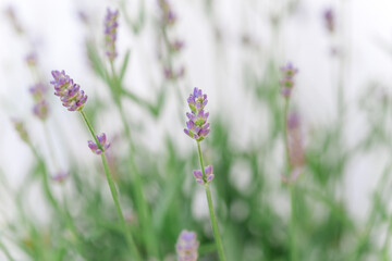 so beautiful and aromatic lavender plant