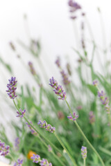 Obraz premium so beautiful and aromatic lavender plant