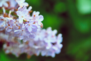 Beautiful flowering branch of lilac flowers close-up macro shot with blurry background. Spring nature floral background, pink purple lilac flowers. Greeting card banner with flowers for the holiday