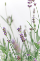 so beautiful and aromatic lavender plant