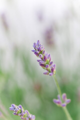 Obraz na płótnie Canvas so beautiful and aromatic lavender plant
