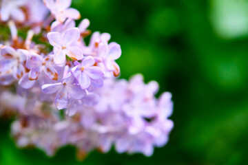 Beautiful flowering branch of lilac flowers close-up macro shot with blurry background. Spring nature floral background, pink purple lilac flowers. Greeting card banner with flowers for the holiday