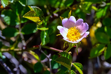 Rosa canina, commonly known as the dog rose - a variable climbing, wild rose species