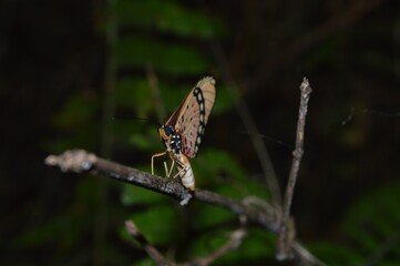 butterfly on a green plant background