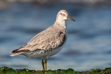 Red Knot (Calidris canutus) bird in the natural habitat.