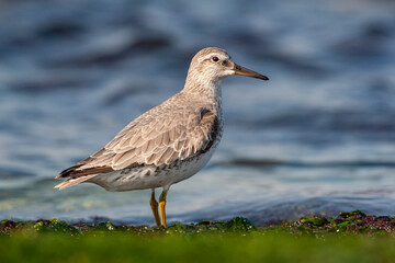 Red Knot (Calidris canutus) bird in the natural habitat.