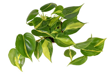 Top view of tropical 'Philodendron Hederaceum Scandens Brasil' creeper house plant with yellow...