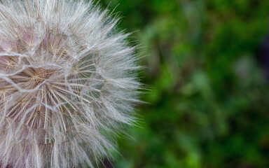 Fully formed white dandelion in the forest. Close up, top view, green grass in the background. Detailed macro photo, copy space for text.