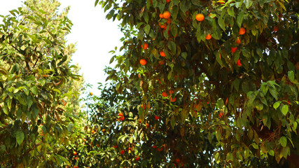 orange trees in the garden, sunny day of vacation.