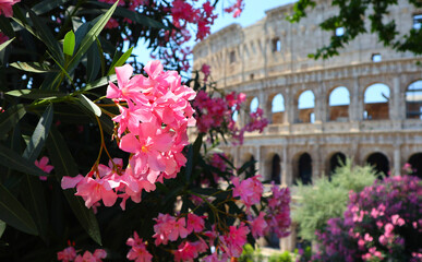 Spring in Rome Italy, pink flowering trees against the background of the Coliseum. 