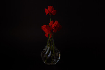 vaso de flores rojas naturales sobre fondo negro