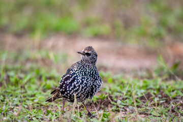Common Starling (Sturnus vulgaris) bird in the natural habitat.
