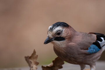 Eurasian Jay (Garrulus glandarius) bird in the natural habitat.