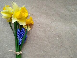 bouket of yellow daffodils and blue small bells on craft recycled paper. base for a card