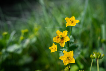 The first spring flowers. Young green grass and dry leaves. Forest litter.Close up, macro photo texture and detail high resolution of Yellow flowers with green leaves with colorful background