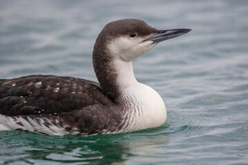 Black-throated Loon (Gavia arctica) bird in the natural habitat.