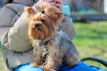 Cute hairy sad yorkshire terrier sits on the girl's legs