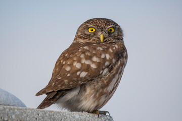 Little Owl (Athene noctua) bird in the natural habitat.