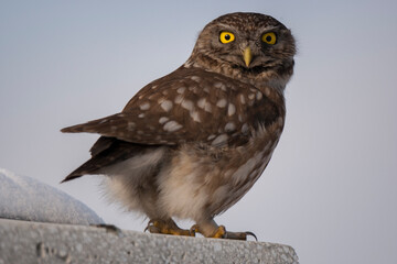 Little Owl (Athene noctua) bird in the natural habitat.