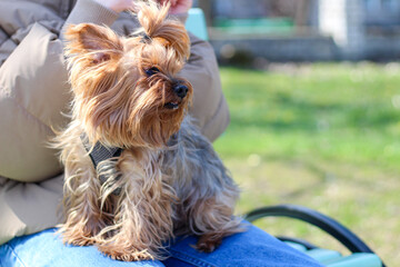 A cute shaggy dog sits on the bench of his owner’s hand and looks sideways.