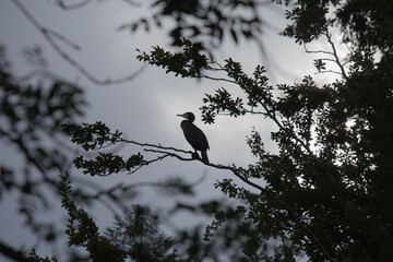 Silhouette de cormoran dans les branchages.