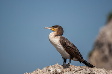 Fototapeta premium Pygmy Cormorant (Microcarbo pygmeus) bird in the natural habitat.