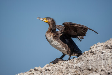 Pygmy Cormorant (Microcarbo pygmeus) bird in the natural habitat.